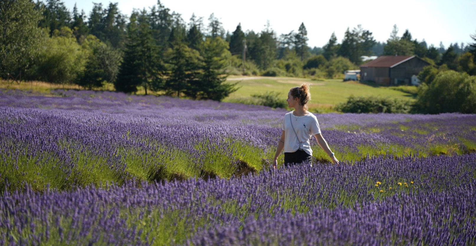 Lavender
