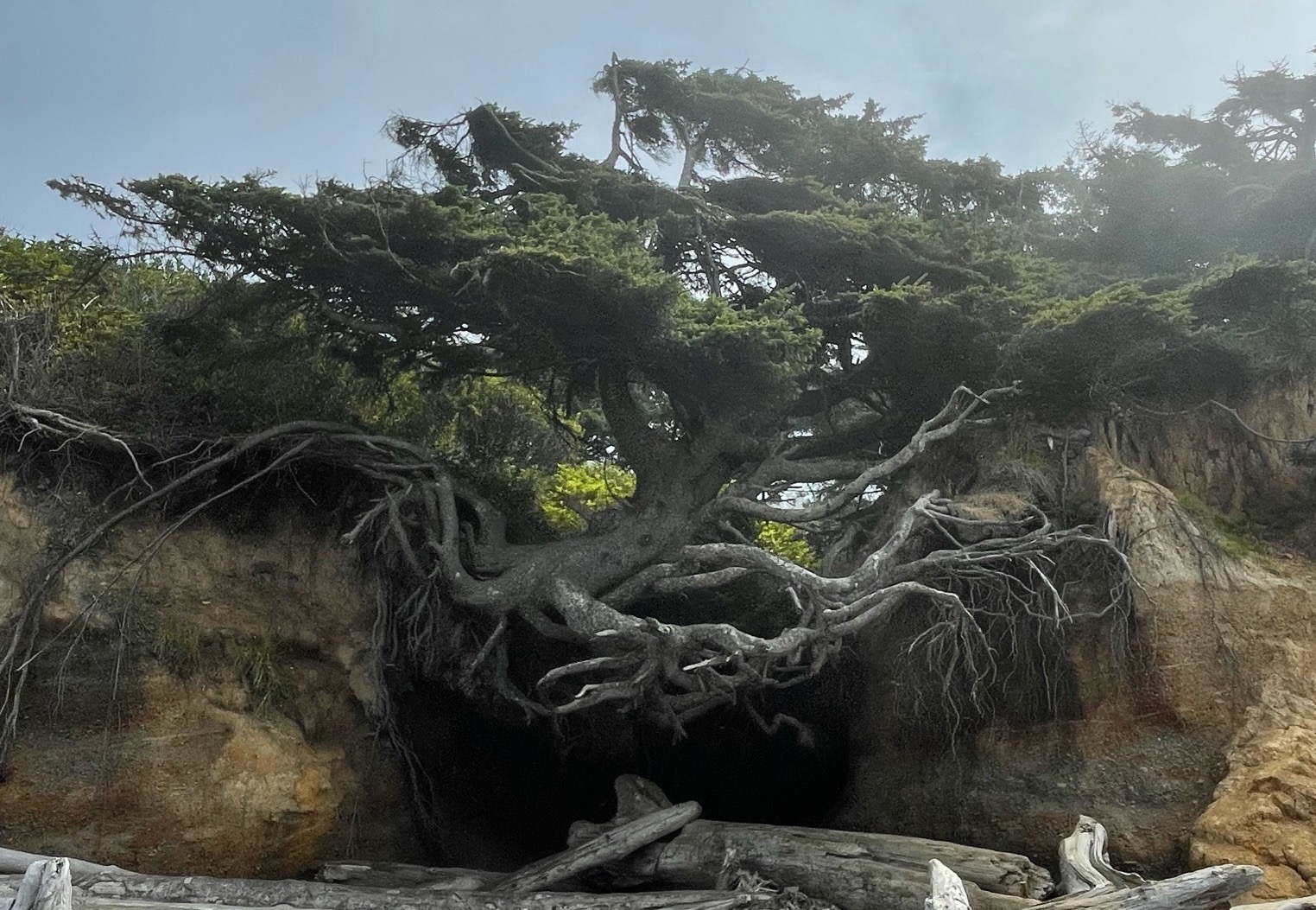 Tree of Life